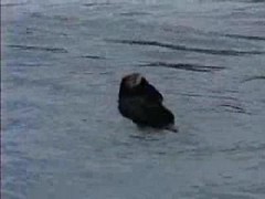 Sea Otter Up Close, Kenai Fjords National Park, Alaska (Please Raise Volume) — related to Sell my fractional interest in an oil and gas deal